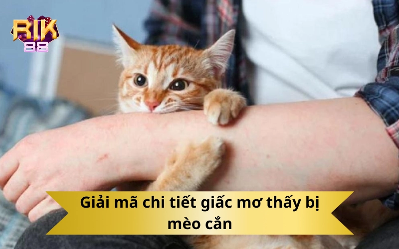 Giải mã chi tiết giấc mơ thấy bị mèo cắn
