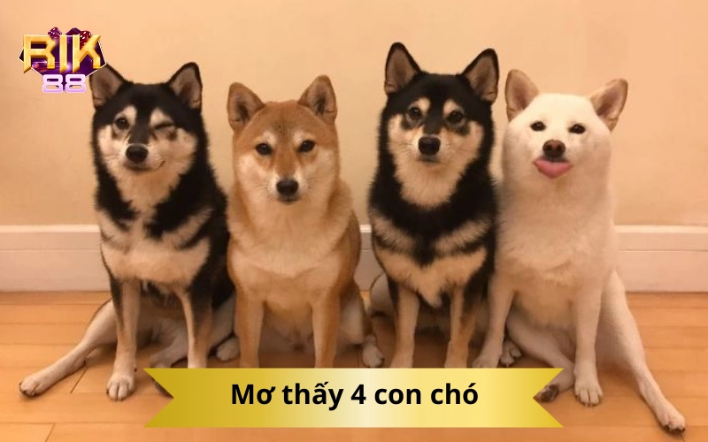 Mơ thấy 4 con chó