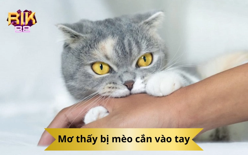 Mơ thấy bị mèo cắn vào tay