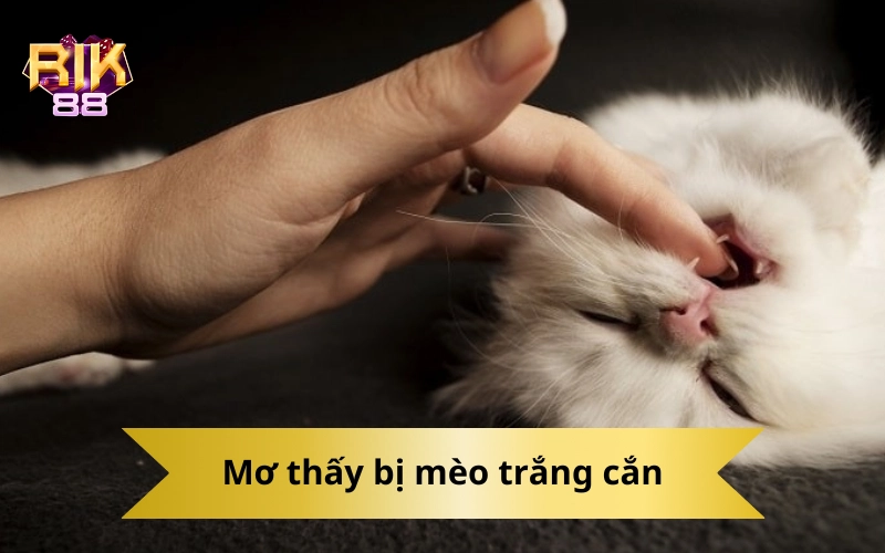 Mơ thấy bị mèo trắng cắn