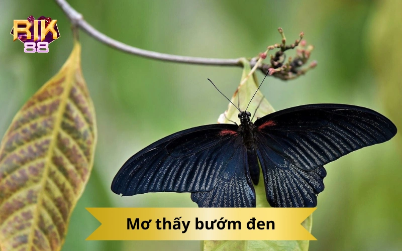 Mơ thấy bướm đen