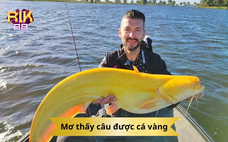 Mơ thấy câu được cá vàng