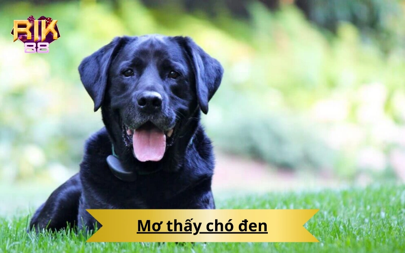 Mơ thấy chó đen