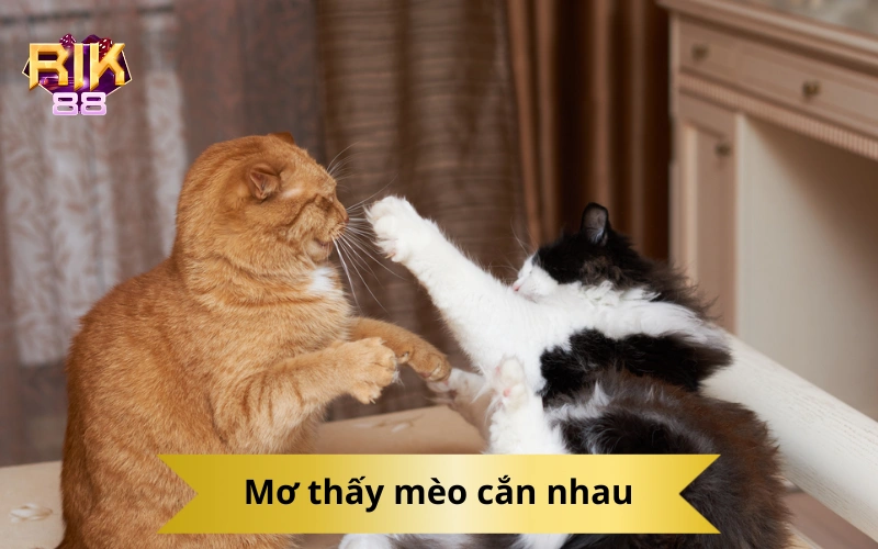 Mơ thấy mèo cắn nhau