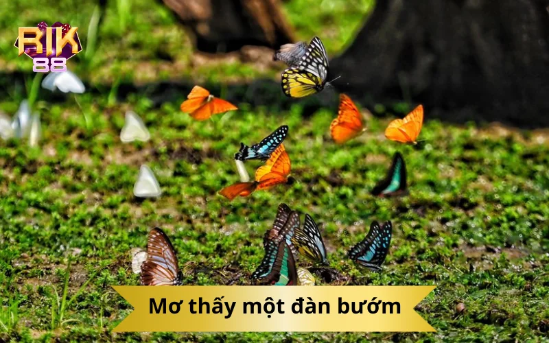 Mơ thấy một đàn bướm