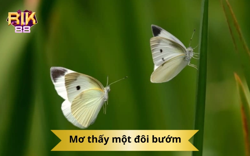 Mơ thấy một đôi bướm