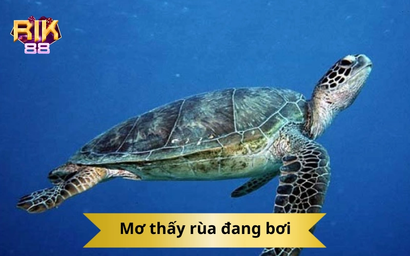 Mơ thấy rùa đang bơi