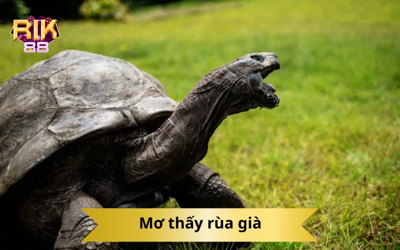 Mơ thấy rùa già