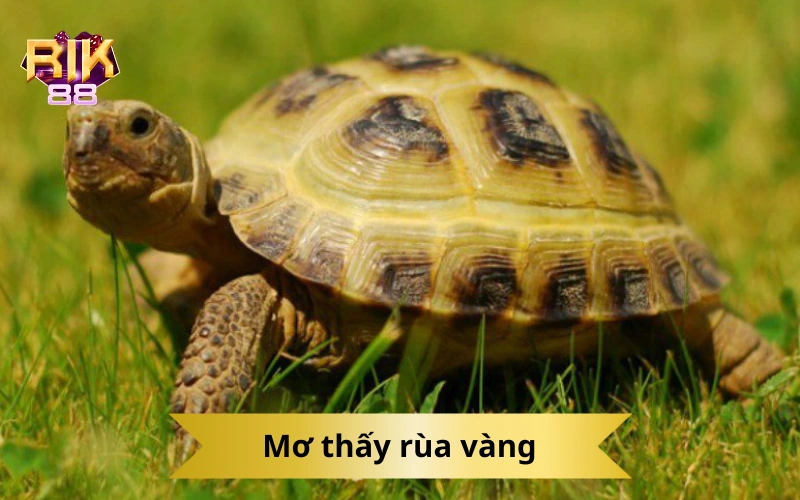 Mơ thấy rùa vàng