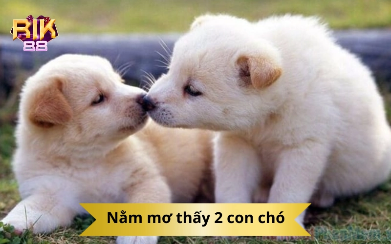 Nằm mơ thấy 2 con chó