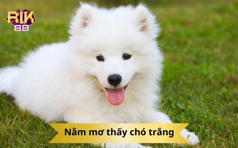 Nằm mơ thấy chó trắng