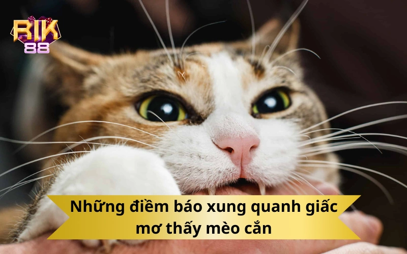 Những điềm báo xung quanh giấc mơ thấy mèo cắn